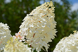 Vanilla Strawberry Hydrangea (Hydrangea paniculata 'Renhy') at Bayport Flower Houses