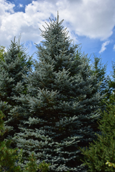 Baby Blue Eyes Spruce (Picea pungens 'Baby Blue Eyes') at Bayport Flower Houses