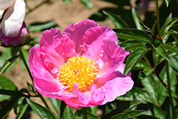 Pink Dawn Peony (Paeonia 'Pink Dawn') at Bayport Flower Houses