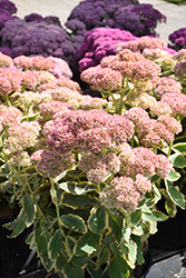 Frosted Fire Stonecrop (Sedum 'Frosted Fire') at Bayport Flower Houses