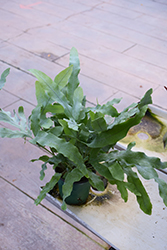 Blue Star Fern (Phlebodium aureum) at Bayport Flower Houses