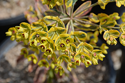 Ascot Rainbow Variegated Spurge (Euphorbia 'Ascot Rainbow') at Bayport Flower Houses