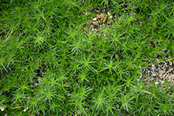 Irish Moss (Sagina subulata) at Bayport Flower Houses