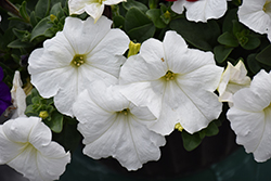 Easy Wave White Petunia (Petunia 'Easy Wave White') at Bayport Flower Houses