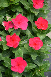 Cora XDR Punch (Catharanthus roseus 'Cora XDR Punch') at Bayport Flower Houses