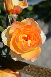 Garden Sun Rose (Rosa 'Meivaleir') at Bayport Flower Houses