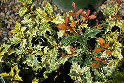 Variegated False Holly (Osmanthus heterophyllus 'Goshiki') at Bayport Flower Houses