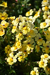 Nesia Sunshine Nemesia (Nemesia 'Nesia Sunshine') at Bayport Flower Houses