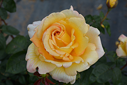 Oregold Rose (Rosa 'Oregold') at Bayport Flower Houses