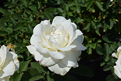 John F. Kennedy Rose (Rosa 'JFK') at Bayport Flower Houses