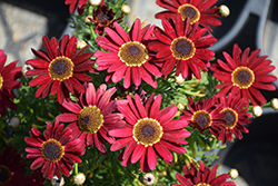 Grandaisy Red Daisy (Argyranthemum 'Grandaisy Red') at Bayport Flower Houses