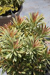 Ascot Rainbow Variegated Spurge (Euphorbia 'Ascot Rainbow') at Bayport Flower Houses