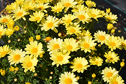 Beauty Yellow Marguerite Daisy (Argyranthemum frutescens 'Beauty Yellow') at Bayport Flower Houses