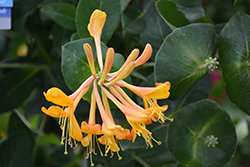 Mandarin Trumpet Honeysuckle (Lonicera 'Mandarin') at Bayport Flower Houses