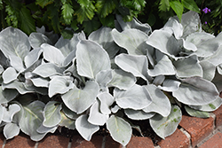 Angel Wings Senecio (Senecio candicans 'Senaw') at Bayport Flower Houses