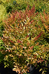 Gulf Stream Dwarf Nandina (Nandina domestica 'Gulf Stream') at Bayport Flower Houses