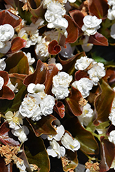 Double Up White Begonia (Begonia 'Double Up White') at Bayport Flower Houses