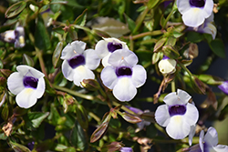Catalina Grape-O-Licious Torenia (Torenia 'Catalina Grape-O-Licious') at Bayport Flower Houses