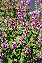 New Dimension Rose Meadow Sage (Salvia nemorosa 'New Dimension Rose') at Bayport Flower Houses