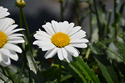 Lucille Chic Shasta Daisy (Leucanthemum x superbum 'Lucille Chic') at Bayport Flower Houses
