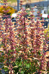 Meant To Bee Queen Nectarine Anise Hyssop (Agastache 'Queen Nectarine') at Bayport Flower Houses