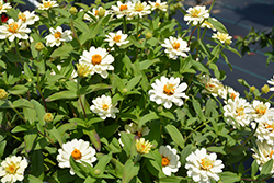 Profusion Double White Zinnia (Zinnia 'Profusion Double White') at Bayport Flower Houses