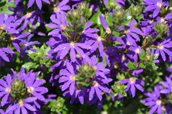 Surdiva Blue Violet Fan Flower (Scaevola aemula 'Surdiva Blue Violet') at Bayport Flower Houses