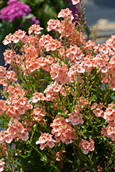 Sundiascia Upright Peach Twinspur (Diascia 'Sunjodi 045') at Bayport Flower Houses