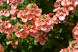 Sundiascia Upright Peach Twinspur (Diascia 'Sunjodi 045') at Bayport Flower Houses