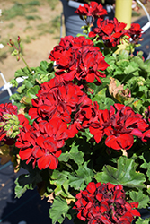 Calliope Medium Dark Red Geranium (Pelargonium 'Calliope Medium Dark Red') at Bayport Flower Houses