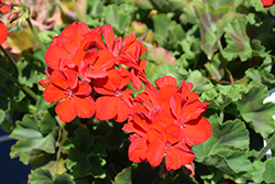 Calliope Large Scarlet Fire Geranium (Pelargonium 'Calliope Large Scarlet Fire') at Bayport Flower Houses