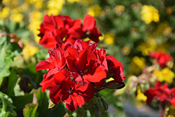 Calliope Large Red Geranium (Pelargonium 'Calliope Large Red') at Bayport Flower Houses