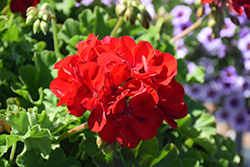 Calliope Large Dark Red Geranium (Pelargonium 'Calliope Large Dark Red') at Bayport Flower Houses