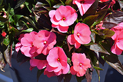 Sonic Pink New Guinea Impatiens (Impatiens 'Sonic Pink') at Bayport Flower Houses