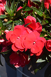 Sonic Red New Guinea Impatiens (Impatiens 'Sonic Red') at Bayport Flower Houses