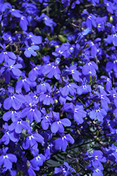 Techno Blue Lobelia (Lobelia erinus 'Techno Blue') at Bayport Flower Houses