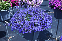 Techno Blue Lobelia (Lobelia erinus 'Techno Blue') at Bayport Flower Houses