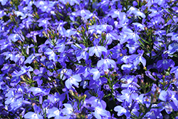 Techno Light Blue Lobelia (Lobelia erinus 'Techno Light Blue') at Bayport Flower Houses