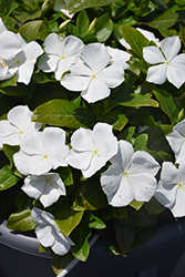 Cora XDR White (Catharanthus roseus 'Cora XDR White') at Bayport Flower Houses