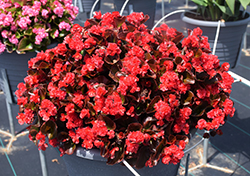Double Up Red Begonia (Begonia 'LEGDBLRED') at Bayport Flower Houses