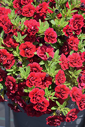 Superbells Double Ruby Calibrachoa (Calibrachoa 'USCAL83901') at Bayport Flower Houses