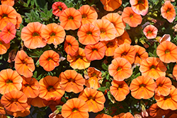 Superbells Dreamsicle Calibrachoa (Calibrachoa 'INCALDRSIM') at Bayport Flower Houses