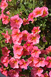 Superbells Tropical Sunrise Calibrachoa (Calibrachoa 'INCALTRSUN') at Bayport Flower Houses