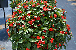 Beacon Bright Red Impatiens (Impatiens walleriana 'PAS1413665') at Bayport Flower Houses