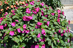 Beacon Violet Shades Impatiens (Impatiens walleriana 'PAS1357834') at Bayport Flower Houses