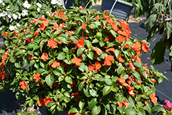 Beacon Orange Impatiens (Impatiens walleriana 'PAS1377331') at Bayport Flower Houses
