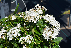 Lucky Star White Star Flower (Pentas lanceolata 'PAS1284142') at Bayport Flower Houses