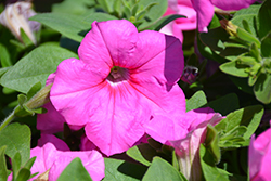 Easy Wave Pink Passion Petunia (Petunia 'Easy Wave Pink Passion') at Bayport Flower Houses