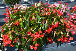 Dragon Wing Red Begonia (Begonia 'Dragon Wing Red') at Bayport Flower Houses