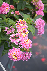 Luscious Pinkberry Blend Lantana (Lantana camara 'Luscious Pinkberry Blend') at Bayport Flower Houses